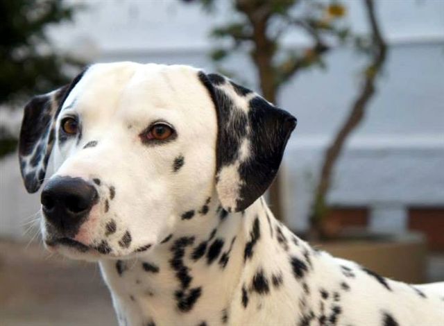 Como Montar Fbrica de Coleiras para Cachorro