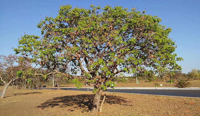 Como Montar Fbrica de Processamento de Pequi