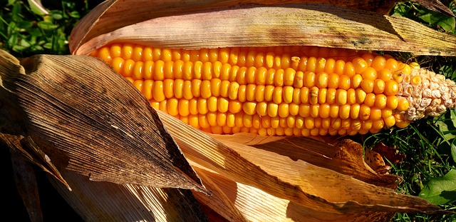 Planta Baixa de Fbrica de Canjica, Farinha de Milho e Fub