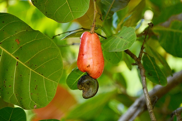 Projeto de Fbrica de Castanha de Caju Torrada