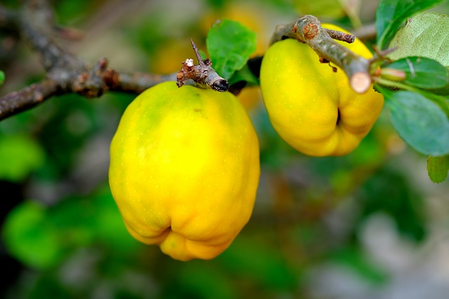 Como Montar Fbrica de Marmelada