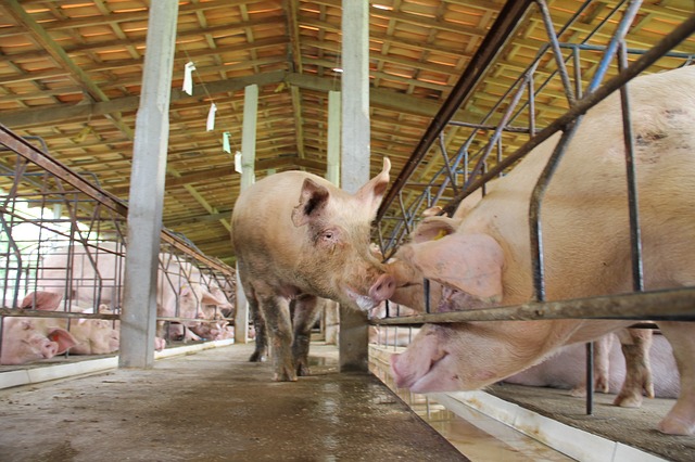 Como Montar Granja de Sunos