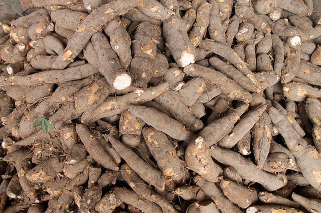 Planta Baixa de Fbrica de Mandioca Congelada