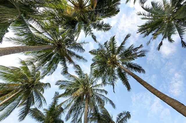 Planta Baixa de Fbrica de Palmito