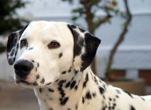 Planta Baixa de Fbrica de Shampoo para Cachorro