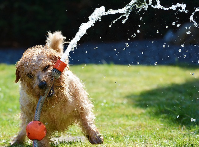 Como Montar Fbrica de Shampoo para Cachorro